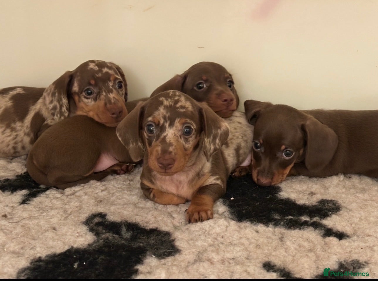 Miniature Dachshund dogs Kc reg pra minature dachunds last boy reduced   - Advert 1