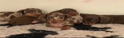 Miniature Dachshund dogs for sale: Kc reg pra minature dachunds  - Advert 5
