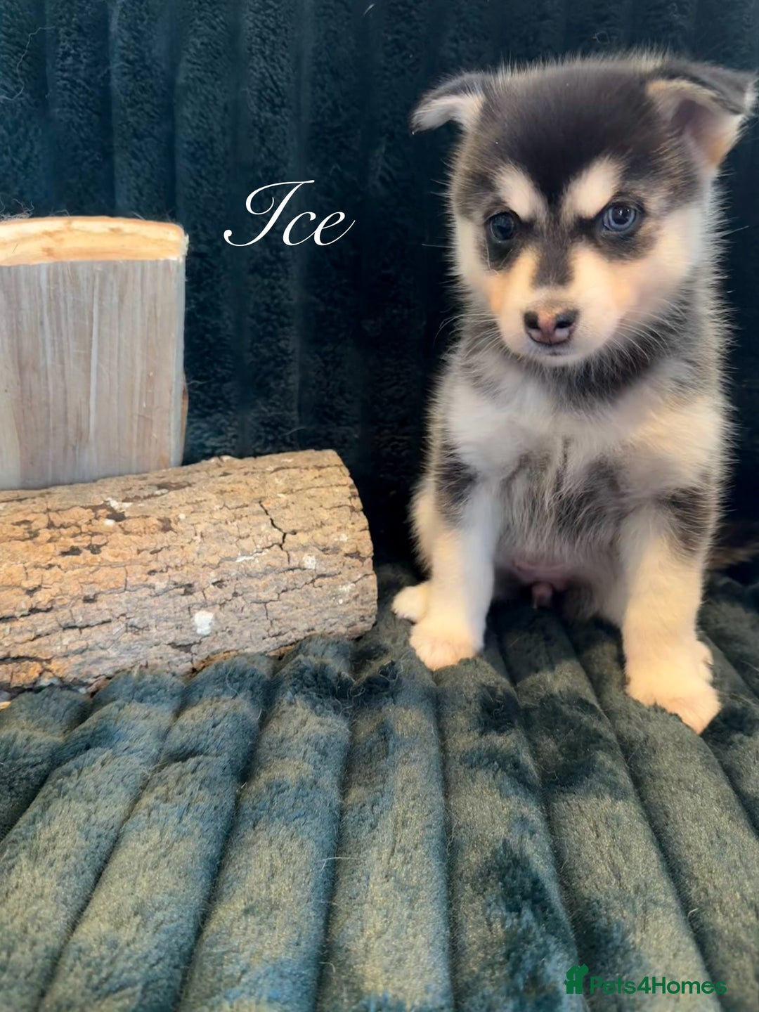 Pomsky dogs for sale: Beautiful husky marked Pomskies  - Image 13