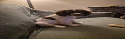 English Springer Spaniel dogs for sale: Pedigree working English Springer Spaniels  - Advert 3