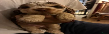 Cocker Spaniel 5