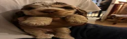 Cocker Spaniel dogs for sale: ADORABLE KC REG SHOW TYPE COCKER SPANIEL PUPS - Advert 14
