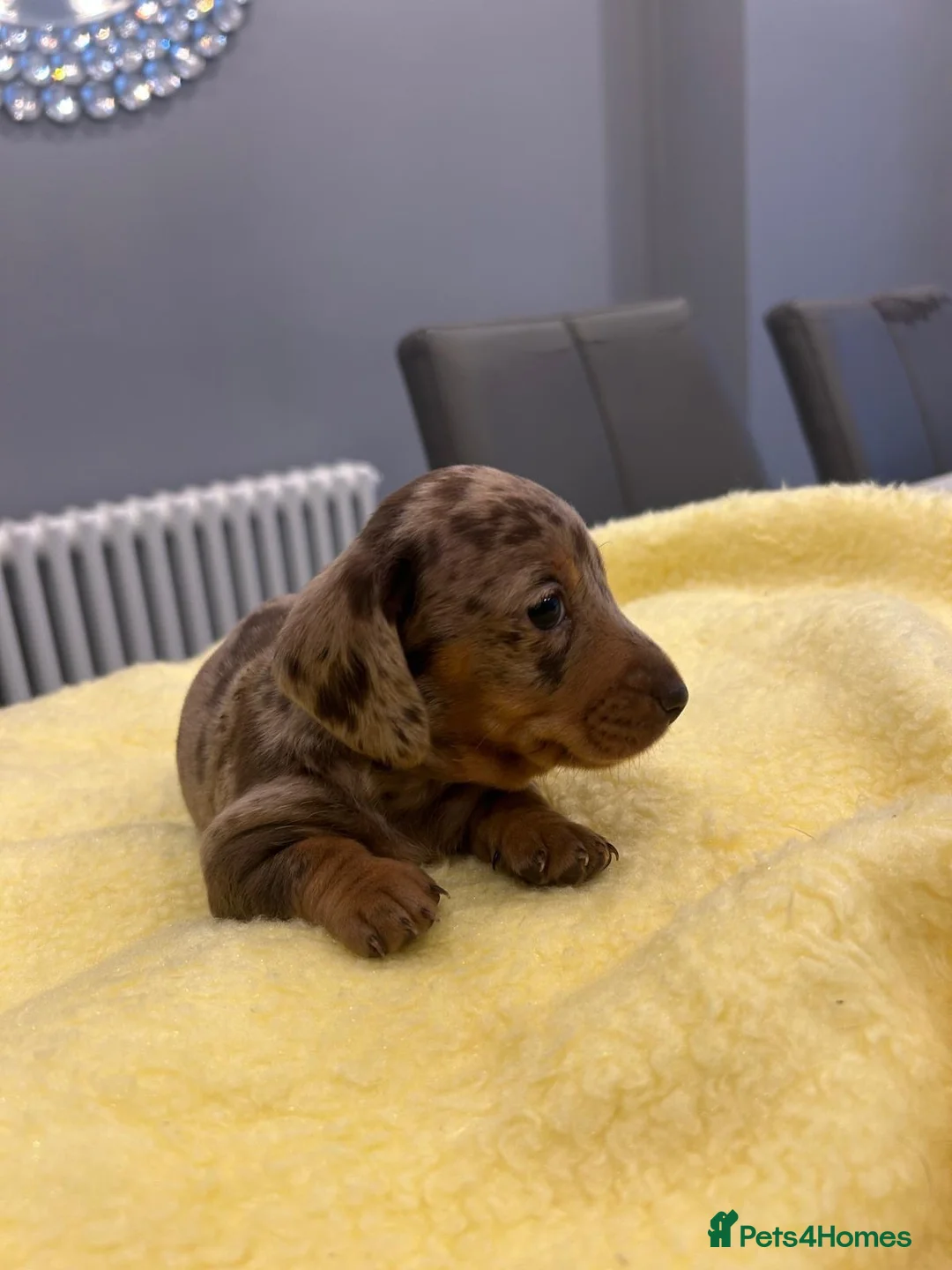Miniature Dachshund dogs for sale:  🐾 Adorable Puppies Ready for Loving Homes! 🐾 - Advert 7