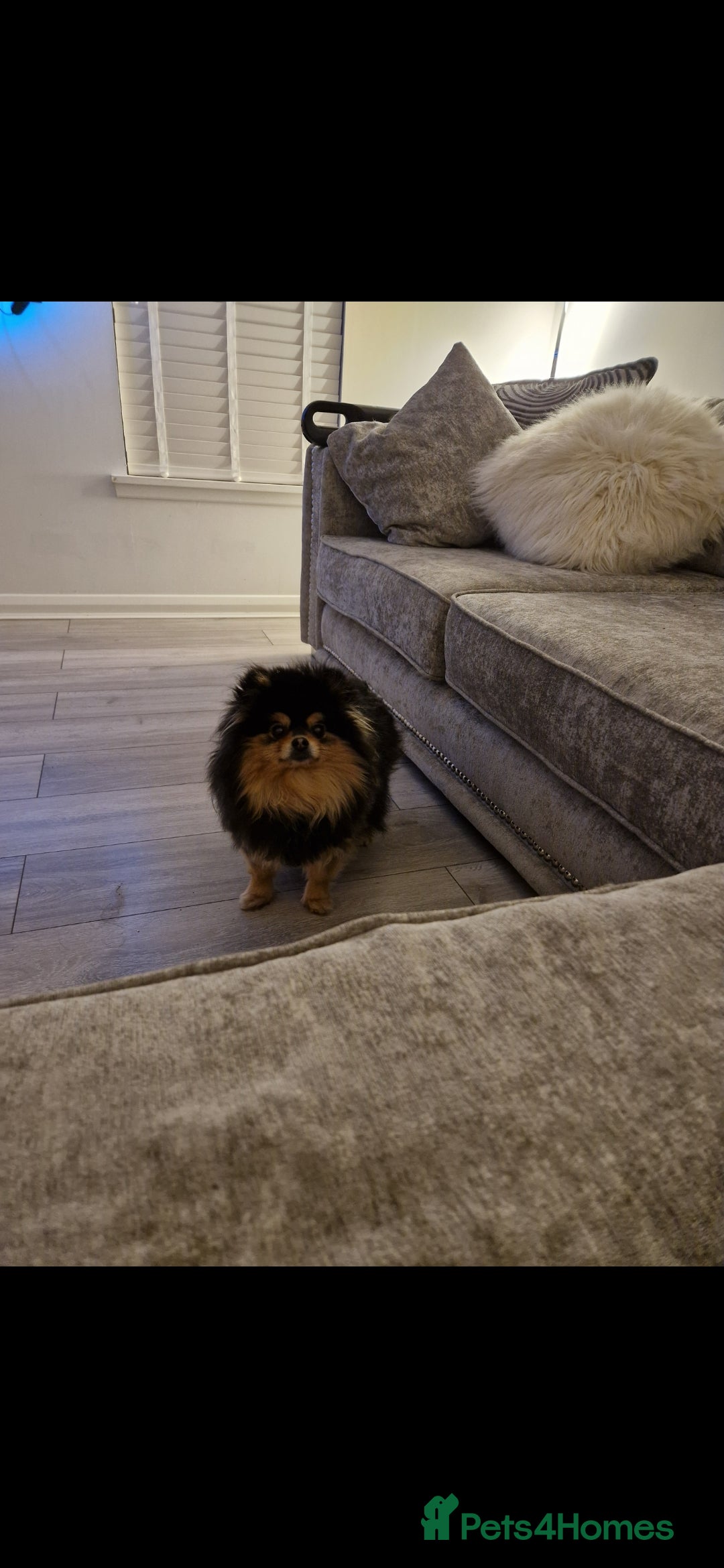 Pomeranian dogs for sale: Adorable KC Reg Pomeranian Pup– Orange Sable Boy - Image 2