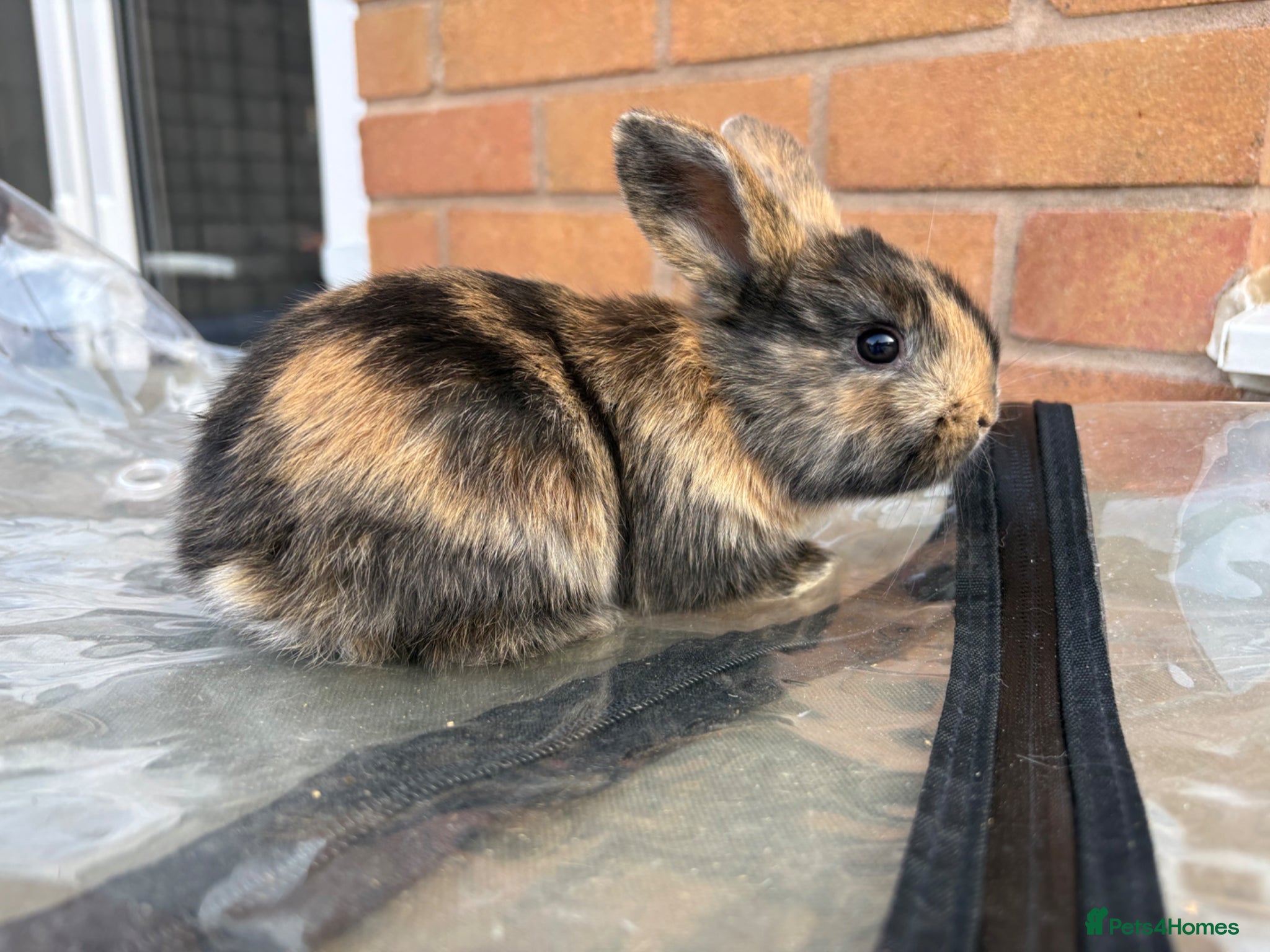 Mini Lop rabbits Mini Lops  - Advert 18