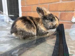 Mini Lop rabbits Mini Lops - Advert 9