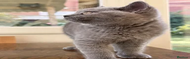 British Shorthair 1