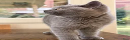 British Shorthair cats for sale: Blue Male British Shorthair – Ready to Leave - Advert 8
