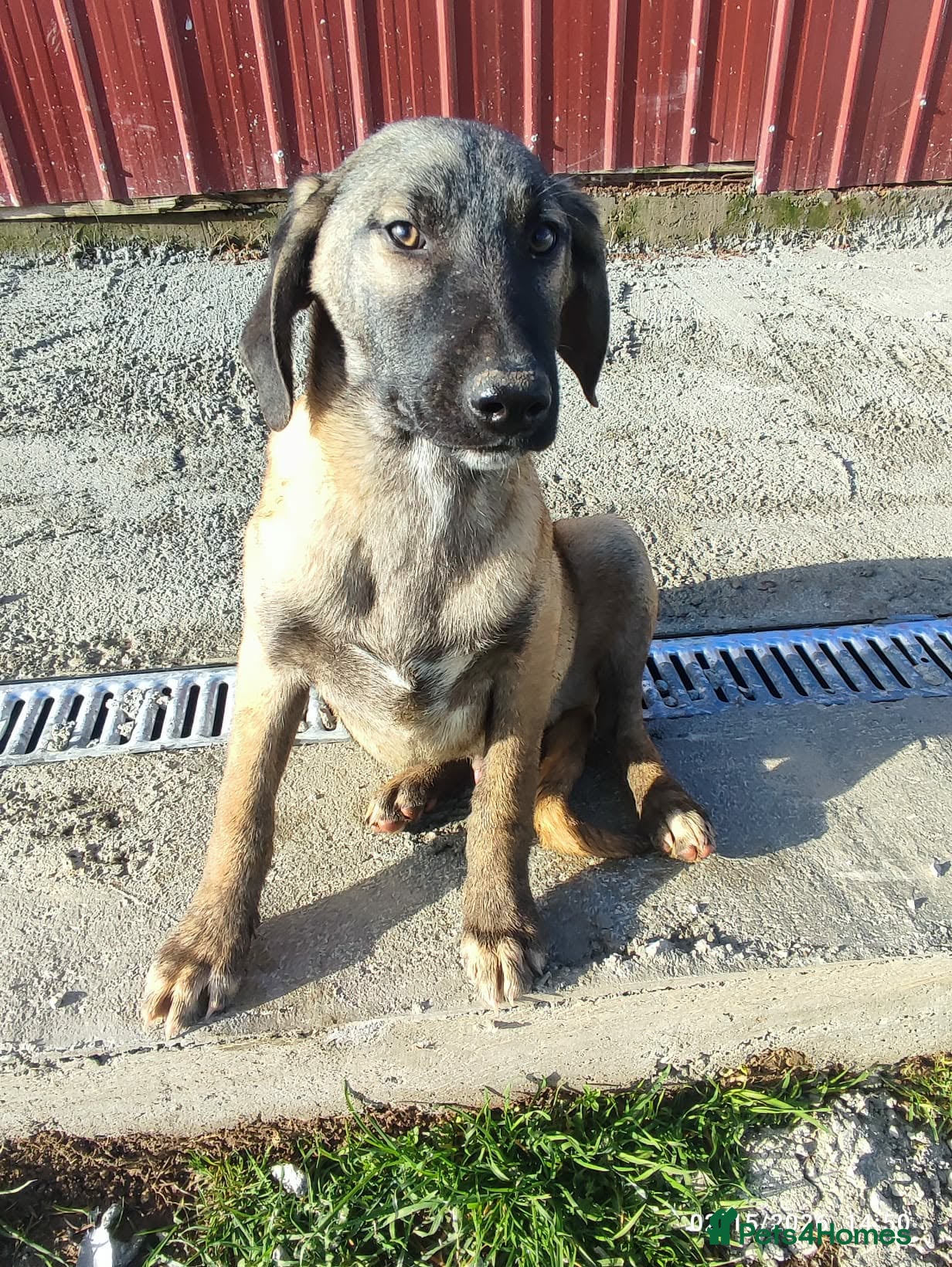 Mixed Breed dogs Dexter 5 months Macedonian rescue  - Advert 1