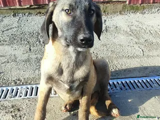 Mixed Breed dogs Dexter 5 months Macedonian rescue - Advert 1