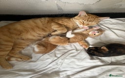 Mixed Breed cats for sale: Mixed female  - Image 3