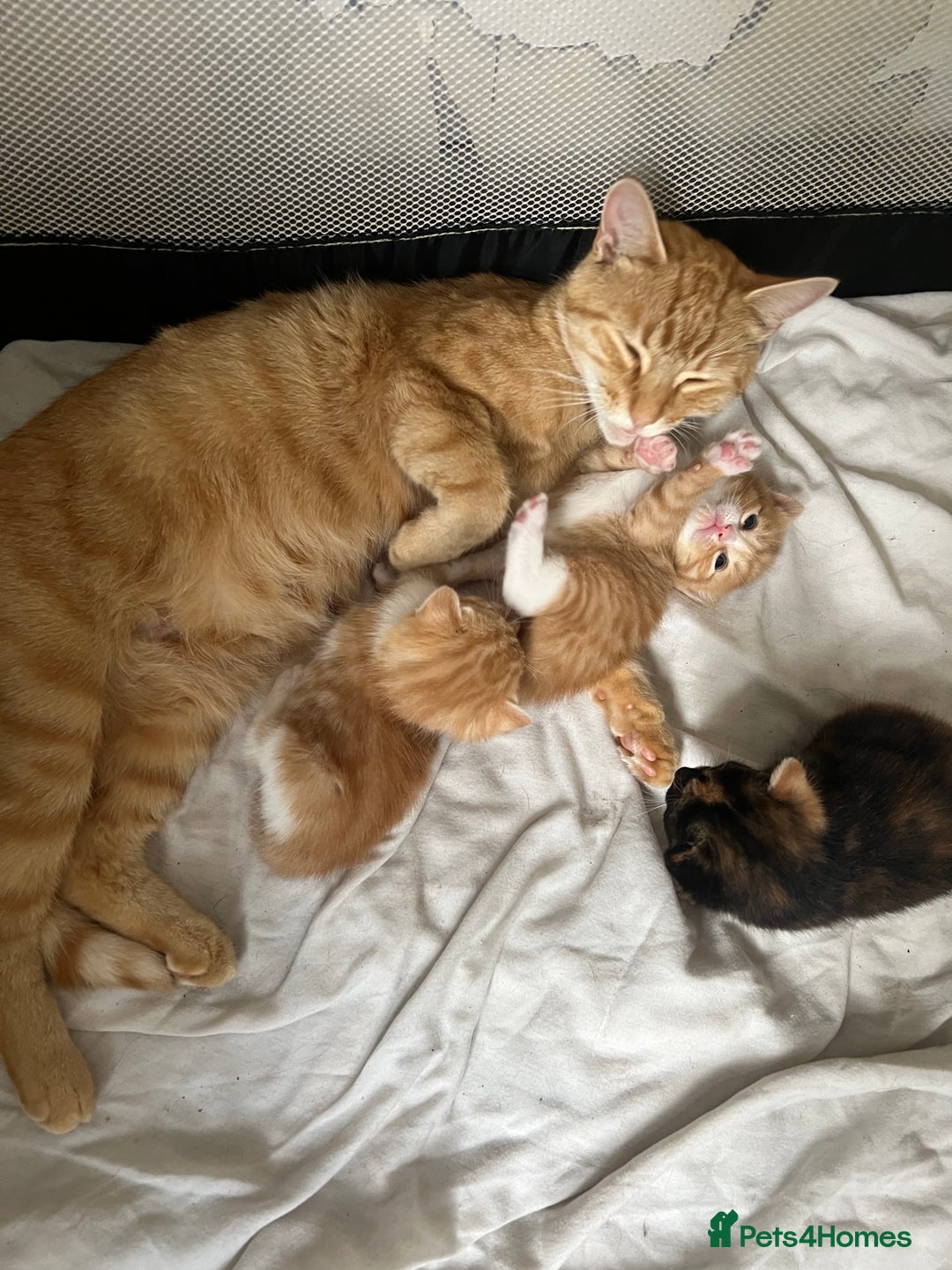 Mixed Breed cats for sale: Mixed female  - Image 3