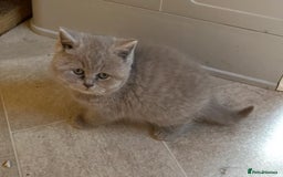British Shorthair cats for sale: British shorthair kittens lilac/blue - Image 2
