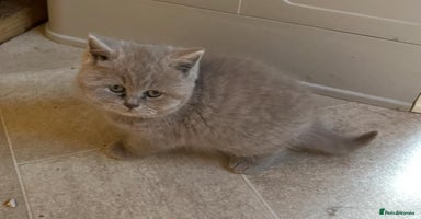 British Shorthair cats - Advert 6