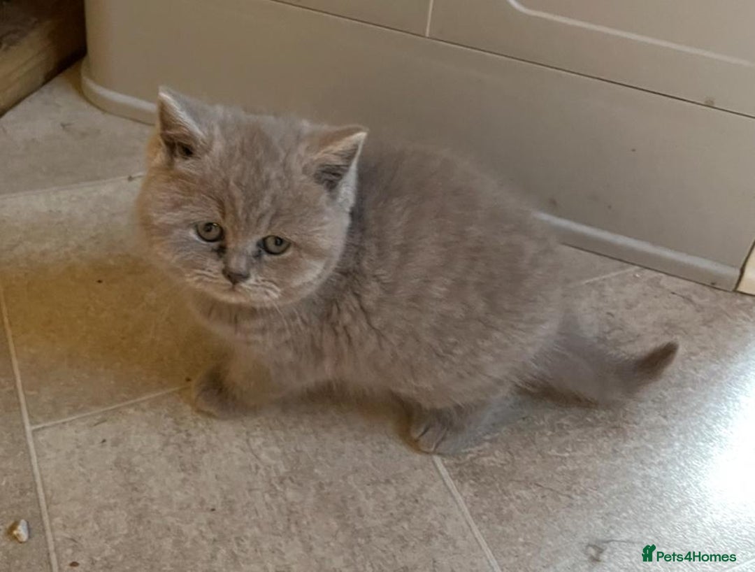 British Shorthair cats for sale: British shorthair kittens lilac/blue - Image 2