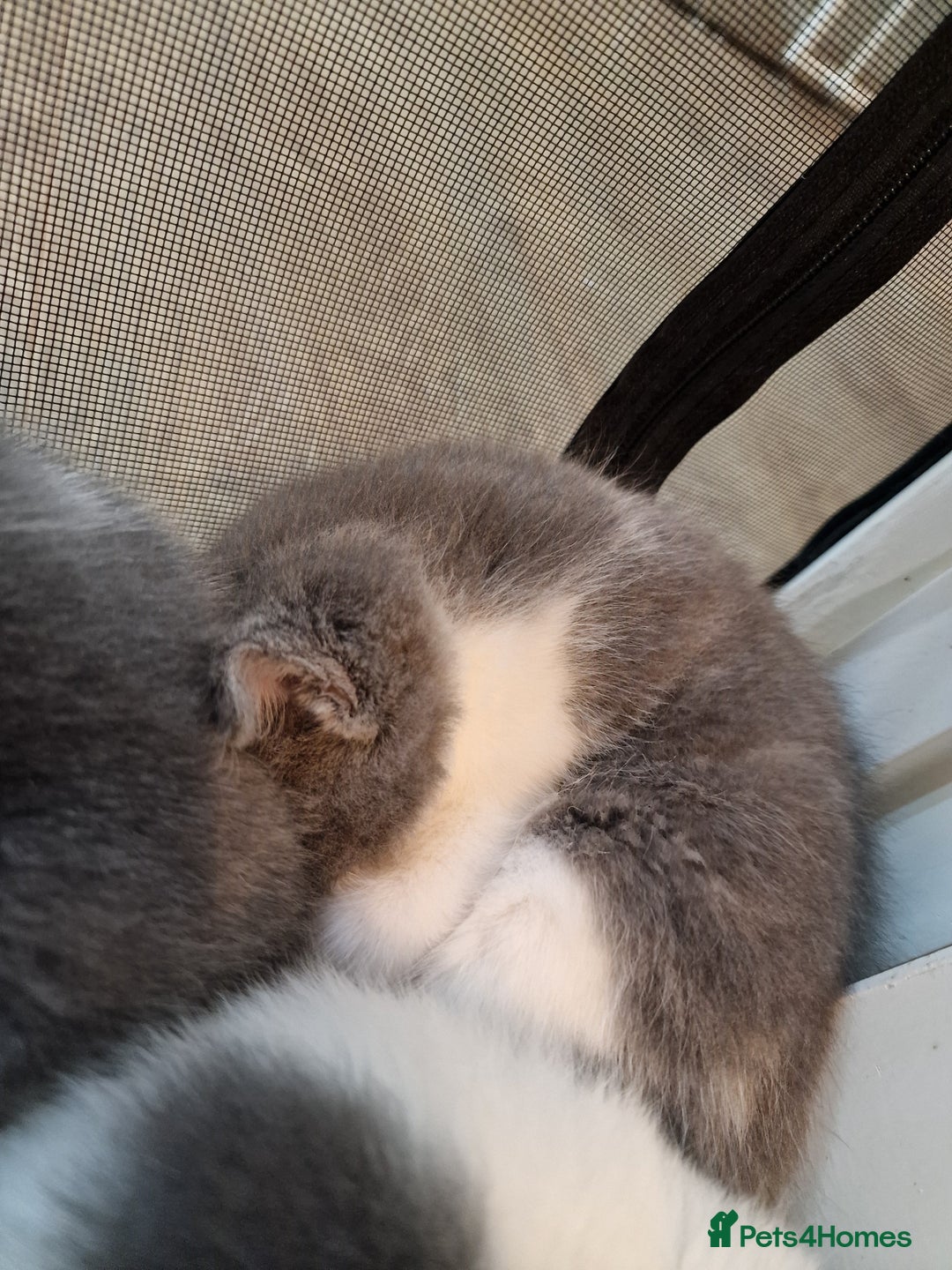 RagaMuffin cats for sale: 3 grey and white female kittens  - Image 6