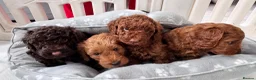 Cockapoo dogs for sale: READY NOW STUNNING CURLY CHOCOLATE MALE - Advert 7