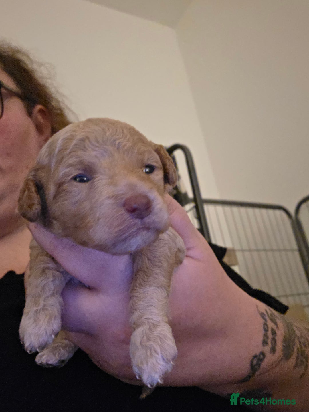 Cockapoo dogs for sale: 3 beautiful f1b cockapoo puppies  - Image 8