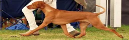 Hungarian Vizsla dogs for sale: Stunning KC Registered Hungarian Vizslas - Advert 5