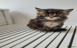 Maine Coon cats for sale: Tica registered maine coon kittens  - Image 14