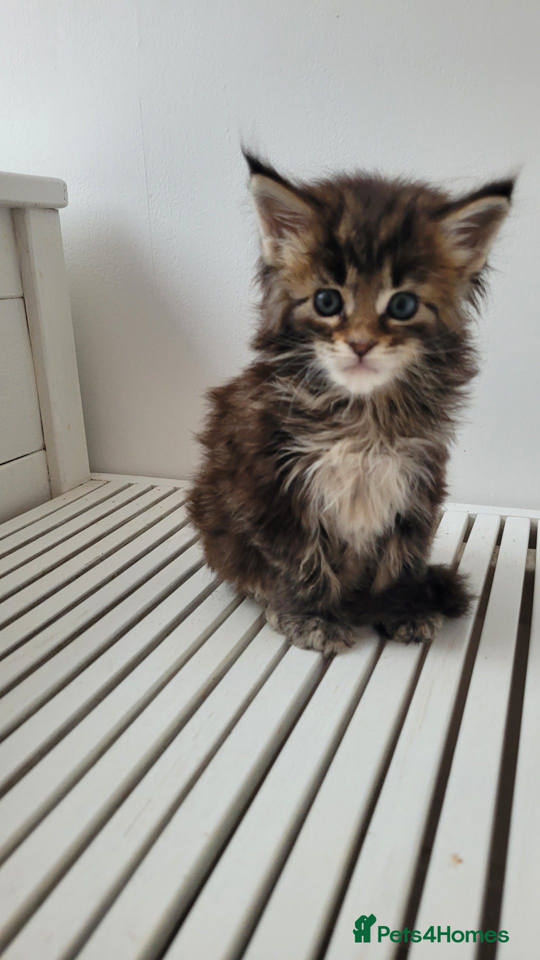 Maine Coon cats for sale: Tica registered maine coon kittens  - Image 14