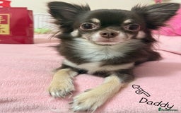 Chihuahua dogs for sale: 🔥 Adorable long-haired Chihuahua puppies for sale - Image 27