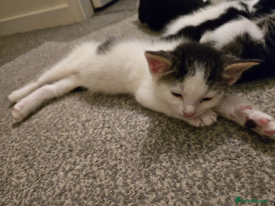 Mixed Breed cats for sale: Sweet kittens  - Image 23