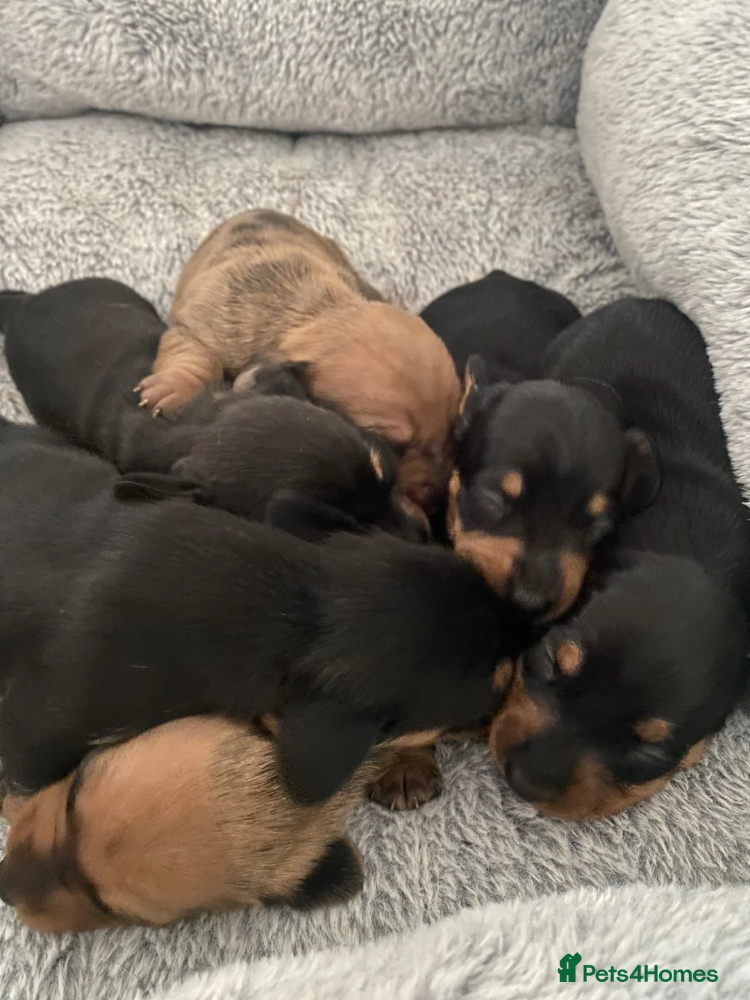 Miniature Dachshund dogs for sale: Miniature dashunds  - Advert 10