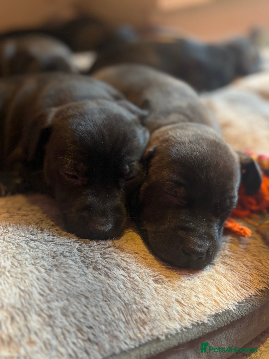 Mixed Breed dogs for sale: Staffordshire cross puppies  - Image 3