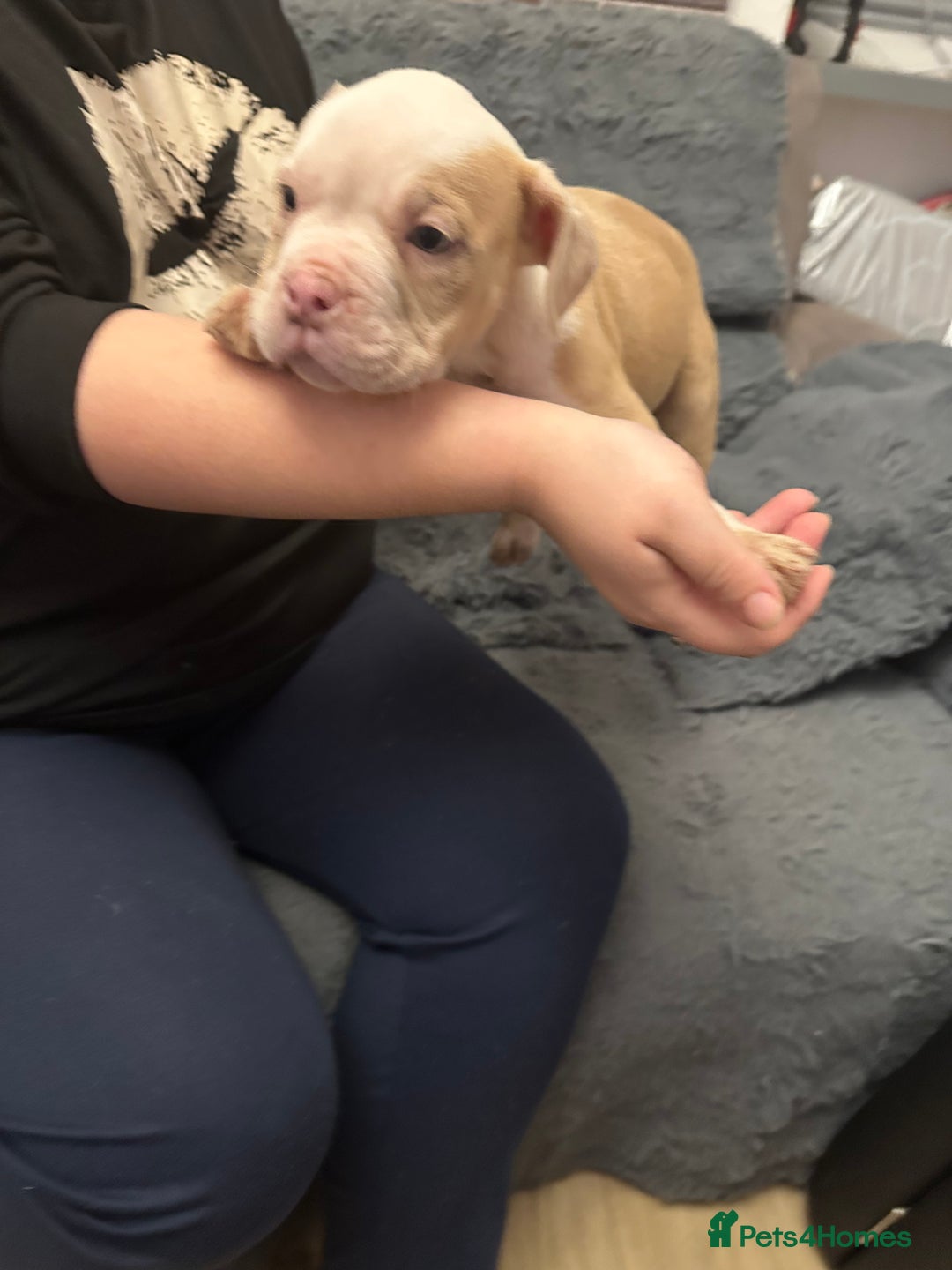 American Bully dogs for sale: ABKC REGISTERED Pocket Exotic/Extreme Bully PUPS! - Advert 19