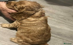 Cockapoo dogs for sale: 5 beautiful cockapoo's - Image 20