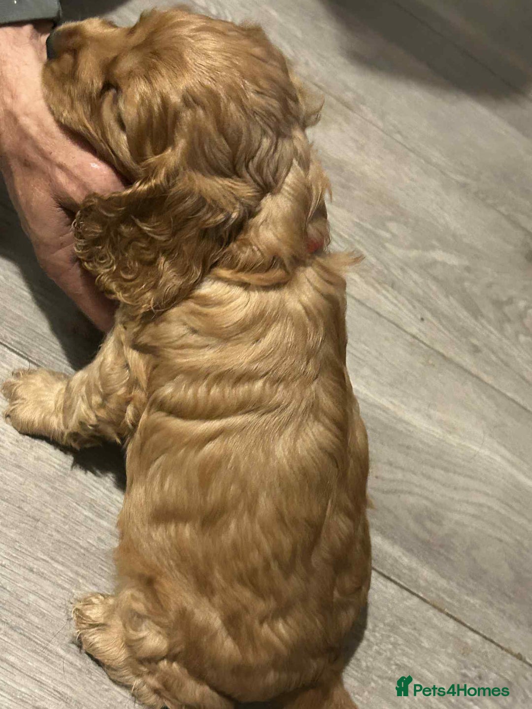 Cockapoo dogs for sale: 5 beautiful cockapoo's - Image 20