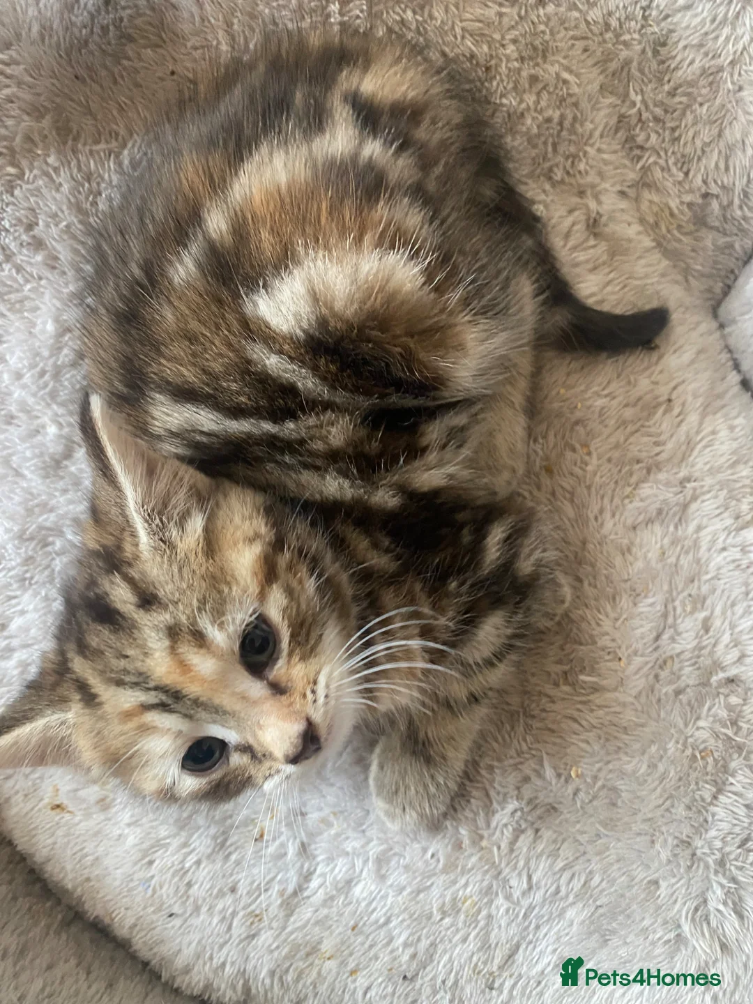 Mixed Breed cats for sale: Stunning 8 week old mix breed kittens  - Advert 1