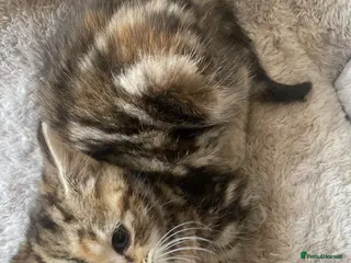 Mixed Breed cats Stunning 8 week old mix breed kittens - Advert 2