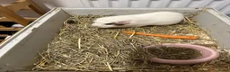 Guinea Pig rodents for sale: 4 Lovely Guinea Looking New Homes – Cages Included in Middlesbrough - Advert 3