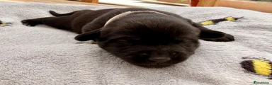 Silver Collar
