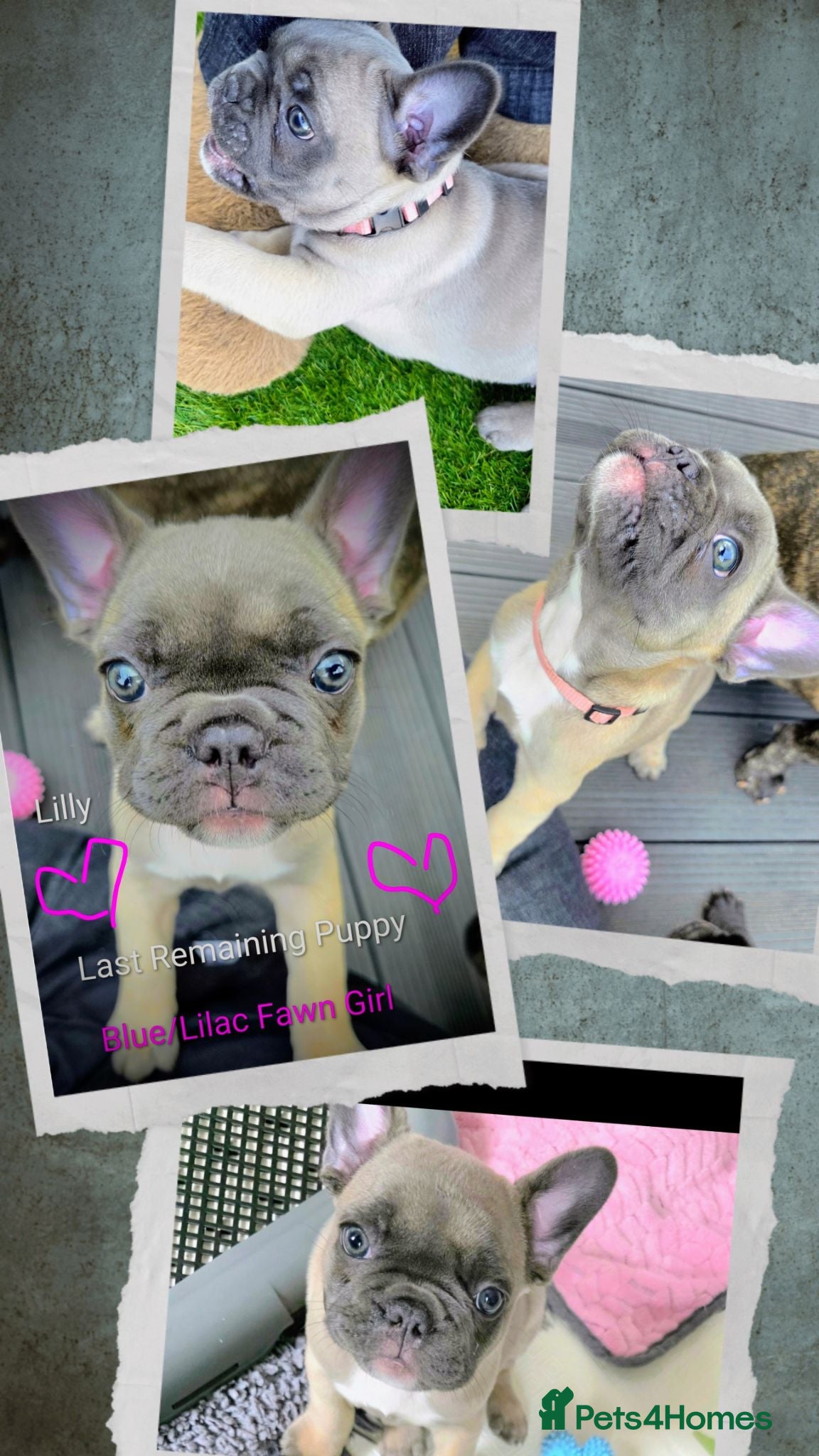 French Bulldog dogs ✨️Beautiful Blue/Lilac-Fawn Female Puppy ✨️ - Advert 9