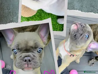 French Bulldog dogs ✨️Beautiful Blue/Lilac-Fawn Female Puppy ✨️ - Advert 9