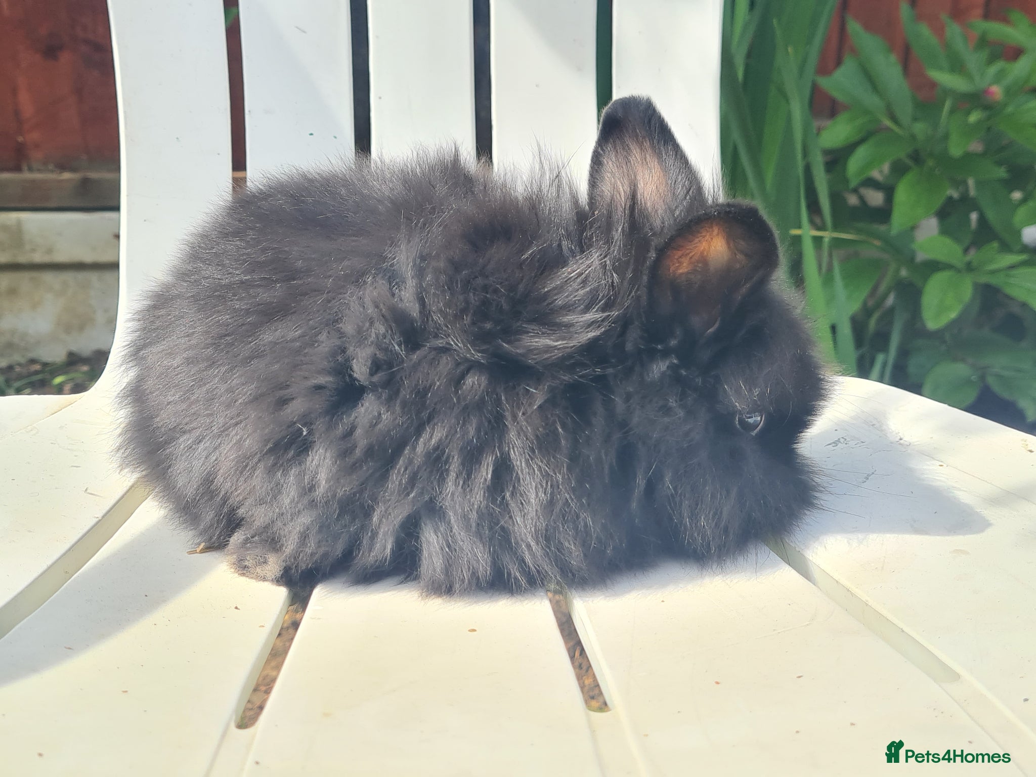 Lionhead rabbits 7 baby bunnies  - Advert 4