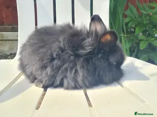 Lionhead rabbits 7 baby bunnies - Advert 4