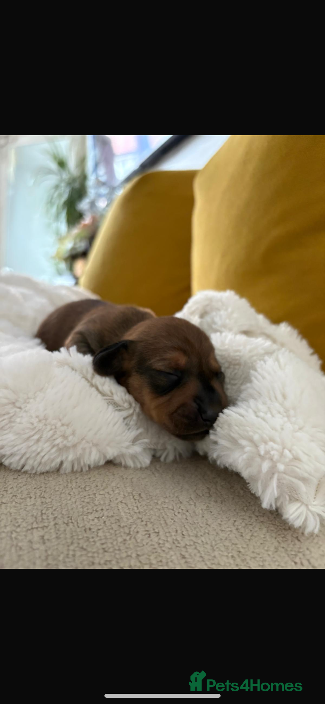 Miniature Dachshund dogs for sale: Miniature dashound  - Image 3