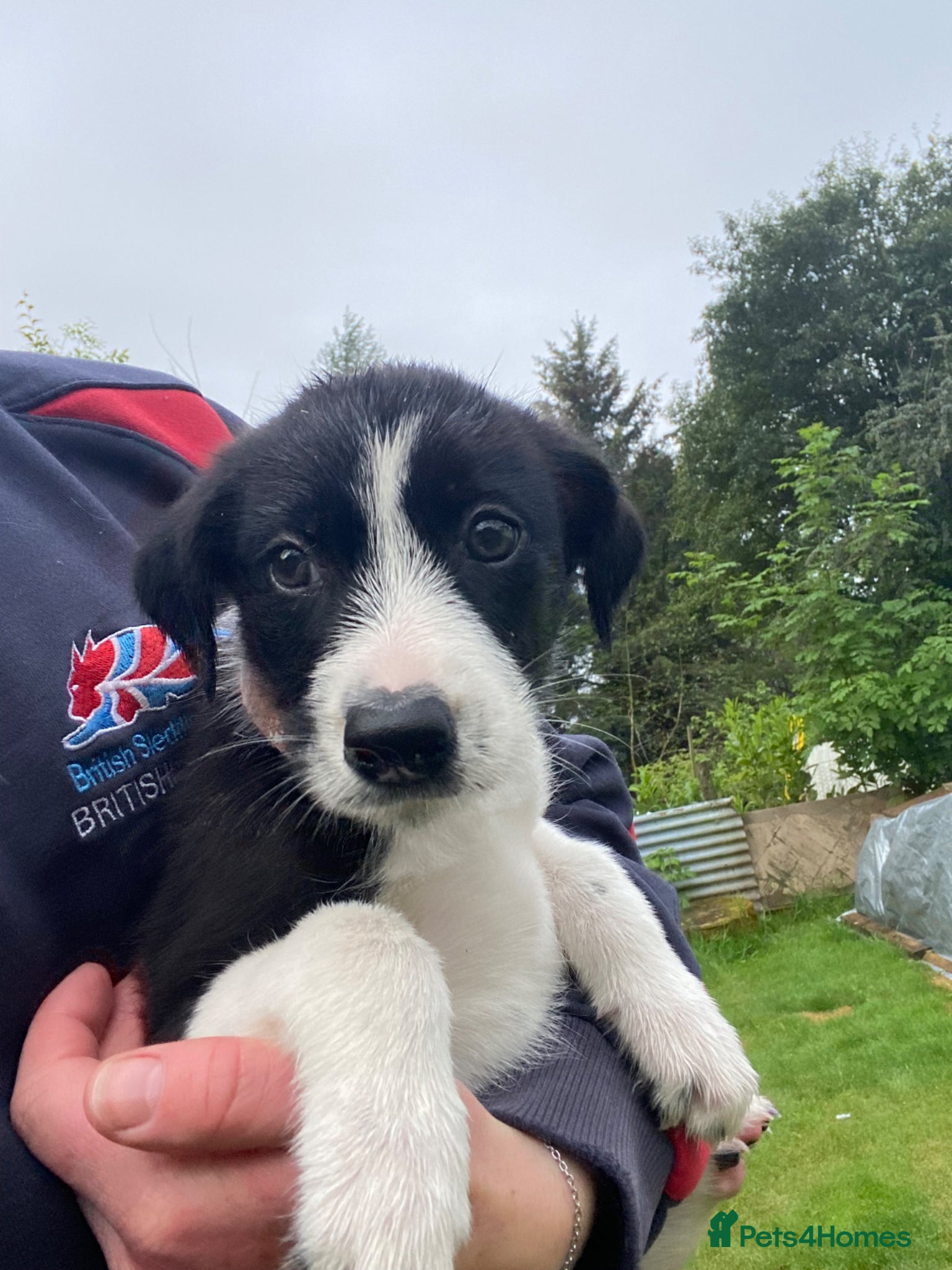 Mixed Breed Puppy 5