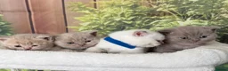 British Shorthair cats for sale: stunning british shorthair  - Advert 36