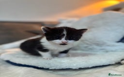 Domestic Shorthair cats for sale: Beautiful litter of kittens - Image 11