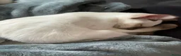 Siamese cats for sale: Two female Siamese kittens  - Advert 3