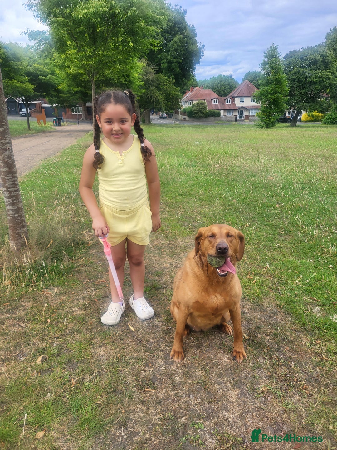 Labrador Retriever dogs for sale: Red labrador working dog  - Advert 3