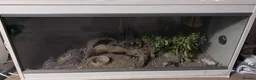 Leopard Gecko reptiles for sale: Female Leopard Gecko in Stanley - Advert 4