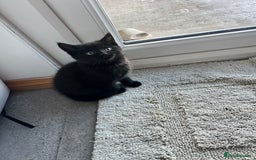 Mixed Breed cats for sale: Kittens for sale  - Advert 17