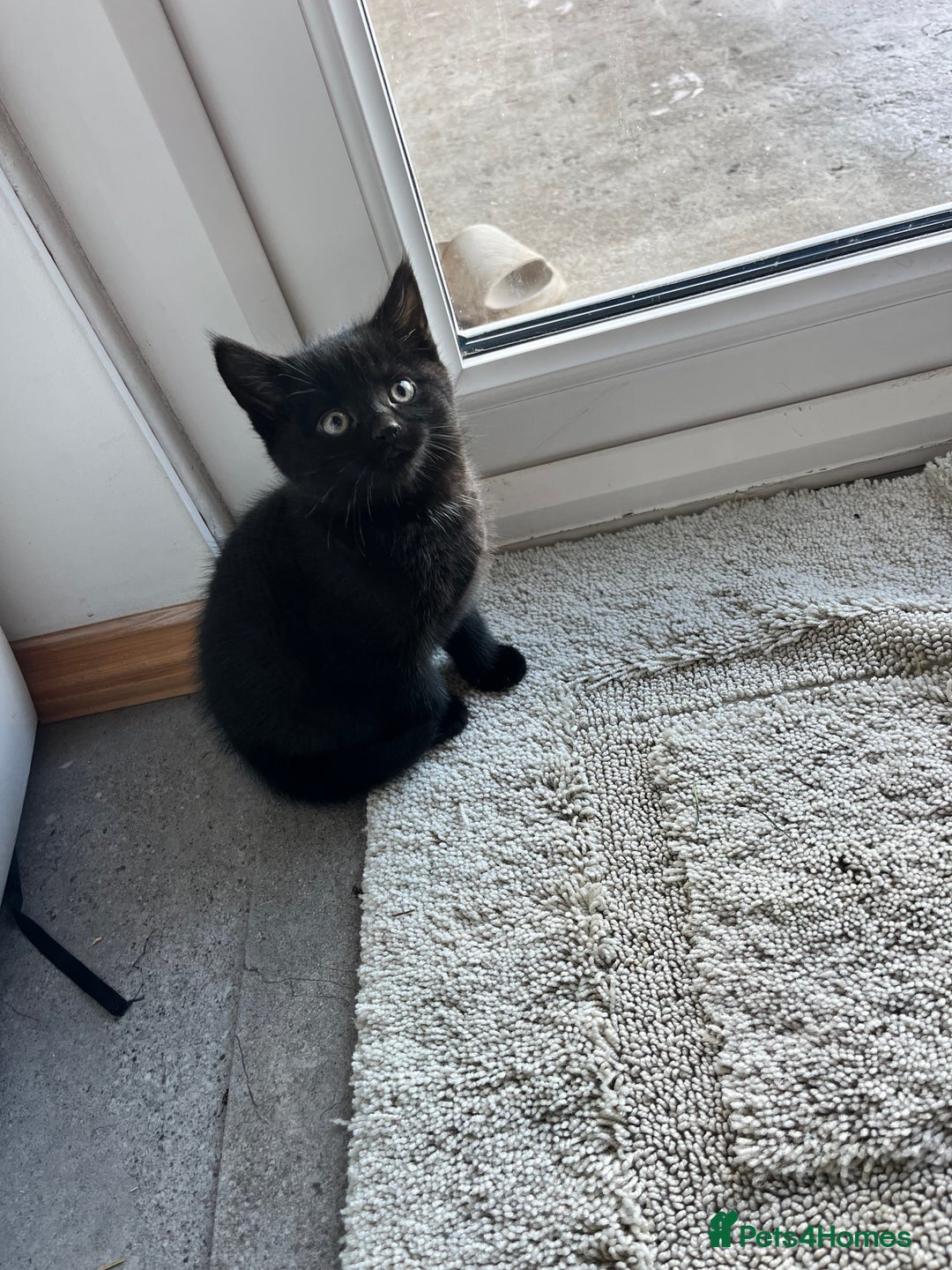 Mixed Breed cats for sale: Kittens for sale  - Advert 17