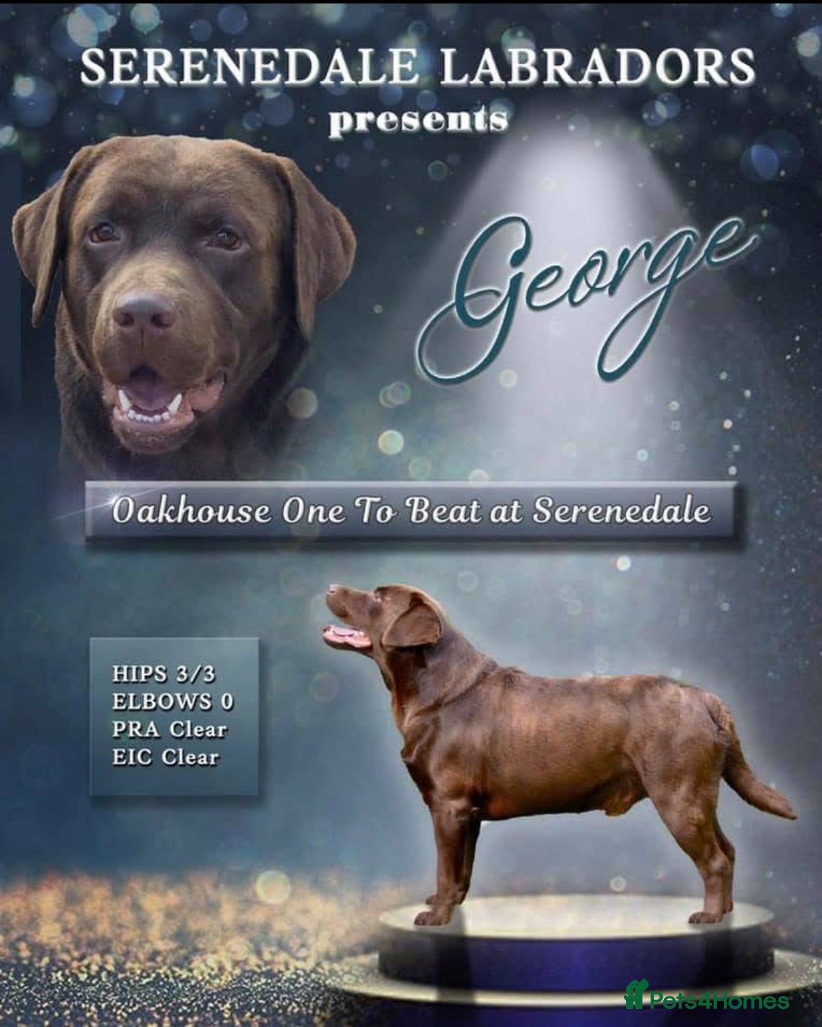 Labrador Retriever dogs Show Chunky Chocolate Male For Stud - Advert 21